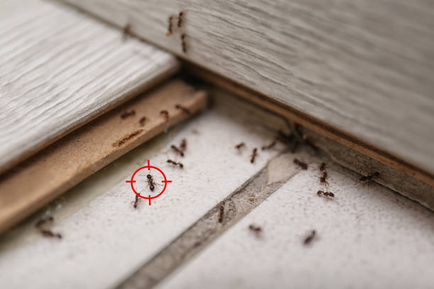 Best Affordable Pest Control Services  in Orland, CA