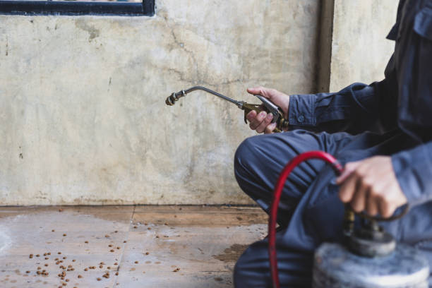 Best Termite Control Services  in Orland, CA